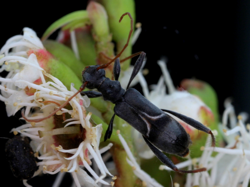 Ant mimic longicorn