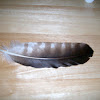 Osprey Feather