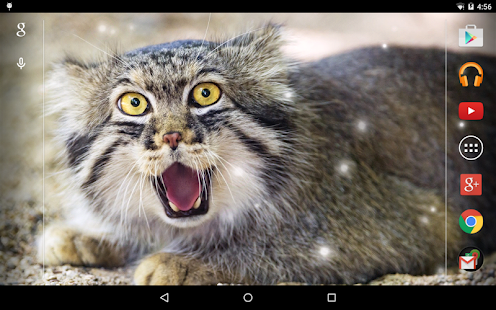 Angry Cat Live Wallpaper Screenshots 1