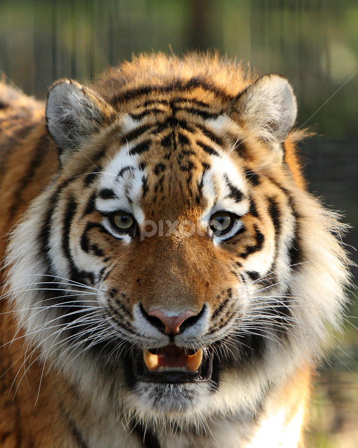 siberian tiger roaring