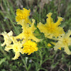 Fringed Puccoon