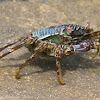 Mottled Lightfoot Crab