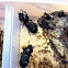 Bessbug beetles