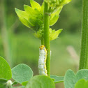 Silk Worm- Caterpillar