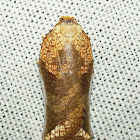 Sarcophagus Moth