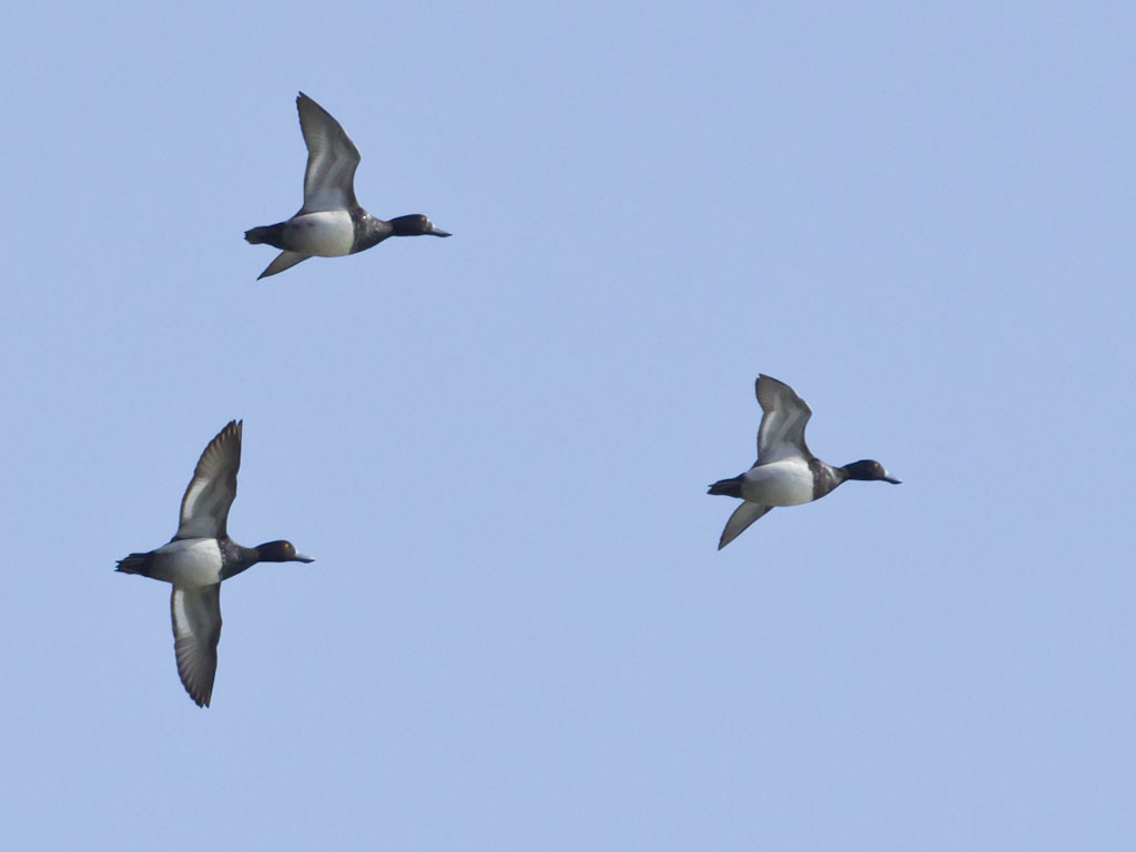 Lesser Scaup