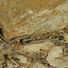 Cobra-lisa-bordalesa (southern smooth snake)