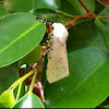Salt marsh moth