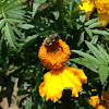 French Marigold and Bumblebee