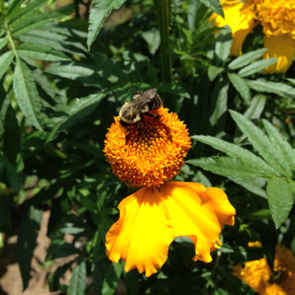 French Marigold and Bumblebee