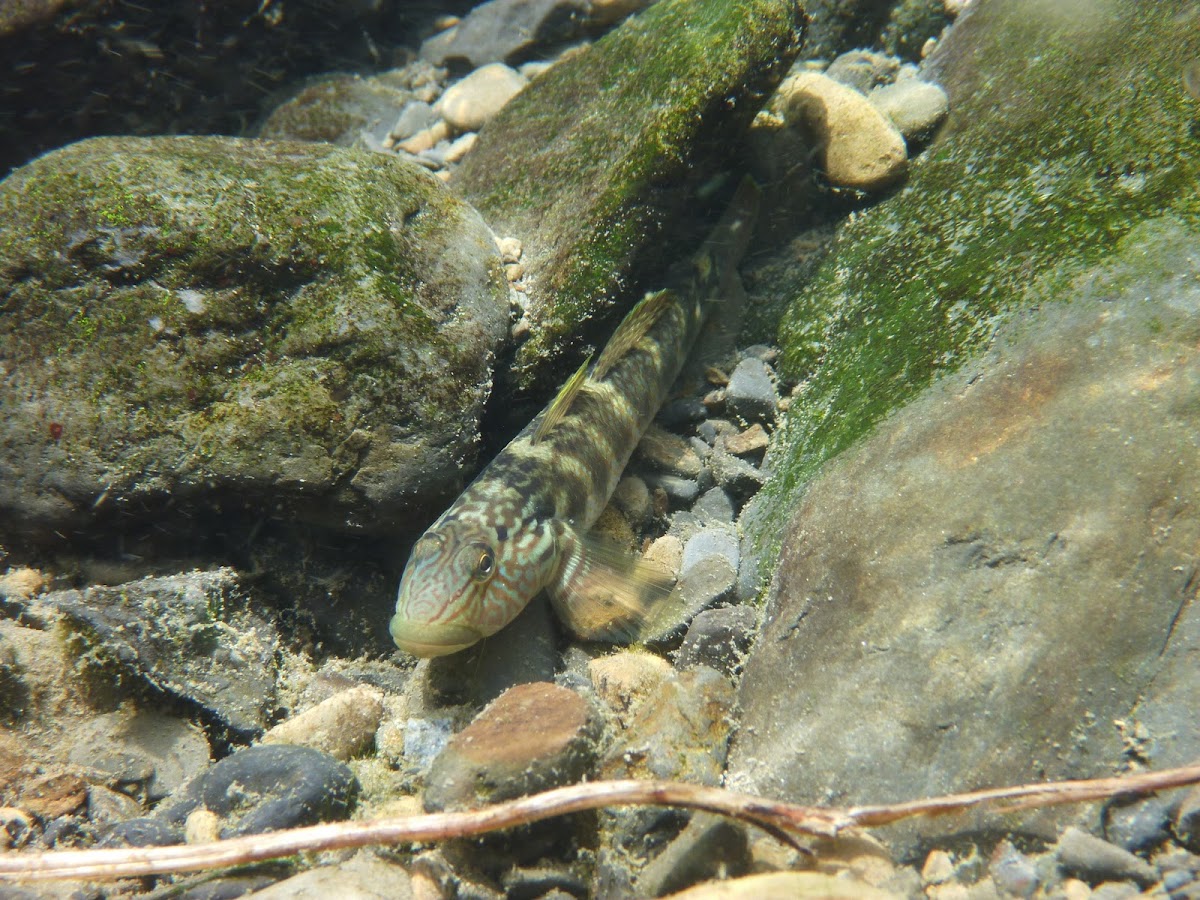 Freshwater Goby