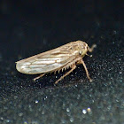 Gray lawn leafhopper