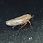 Gray lawn leafhopper