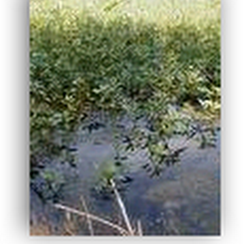 Pond Scum – Cancer Therapy?