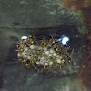 European paper wasp's nest