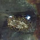 European paper wasp's nest