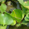 Water Hyacinth  
