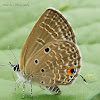 Plains Cupid