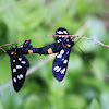 Nine-spotted moth - Běloskvrnáč pampeliškový