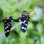Nine-spotted moth - Běloskvrnáč pampeliškový