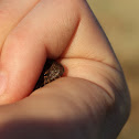 Blanchard's Cricket Frogs (Juvenile)