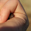 Blanchard's Cricket Frogs (Juvenile)