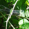 Great Pondhawk