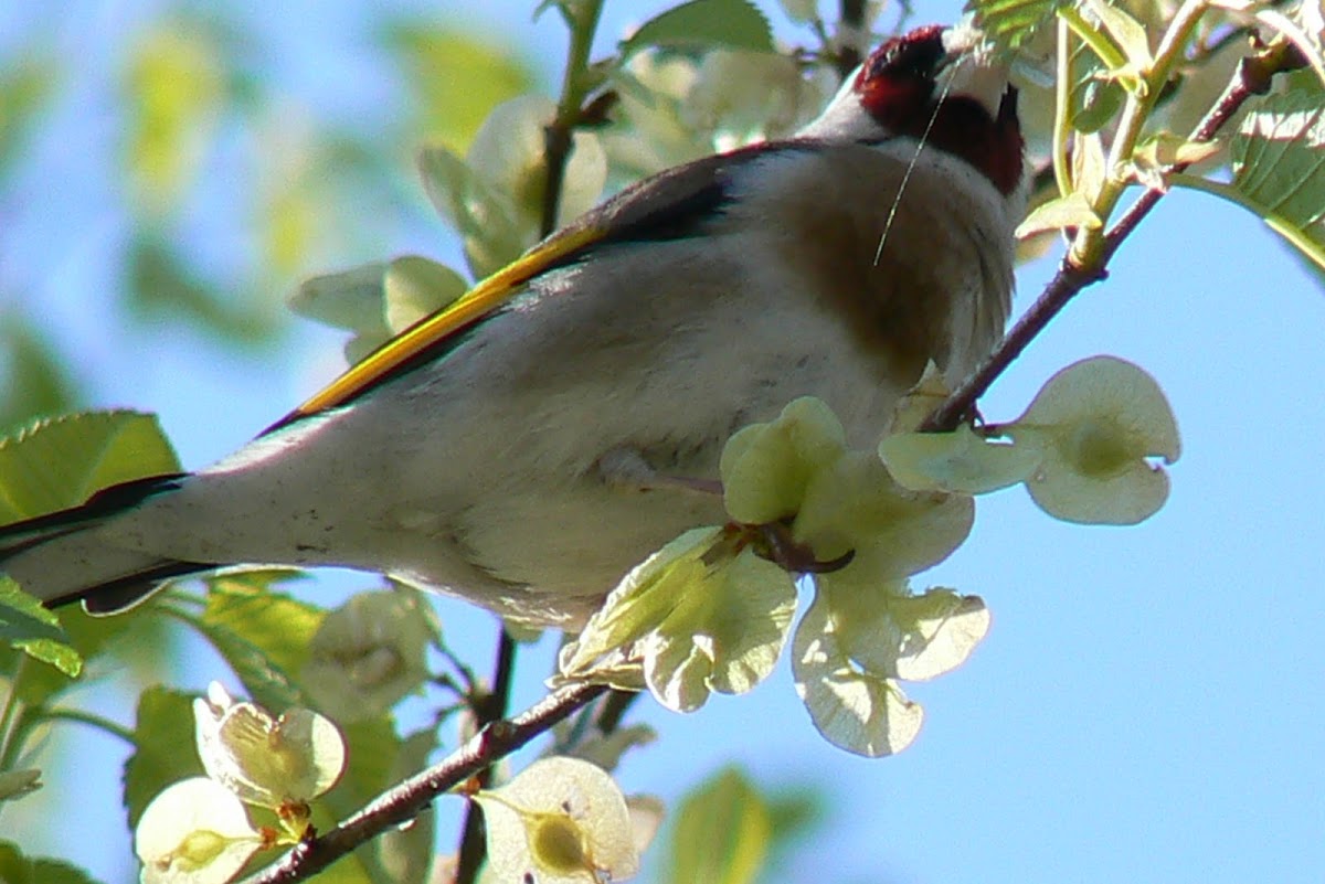 Goldfinch (Pintassilgo)