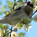 Goldfinch (Pintassilgo)