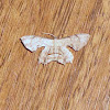 Unknown Moth