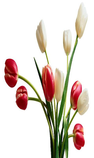 Real Tulip Live Wallpaper