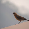 Brown rock chat or Indian chat