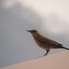 Brown rock chat or Indian chat