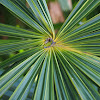 Mangrove fan palm