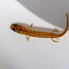 Two-lined salamander larva