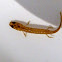 Two-lined salamander larva