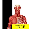 Visual Anatomy Free