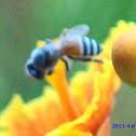 Dwarf Honey Bee
