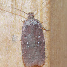 Clemens' Agonopterix
