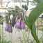 Comfrey