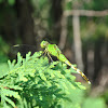 common pondhawk female