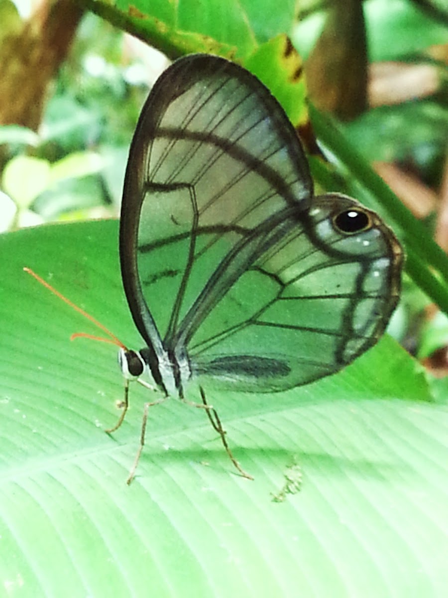 Clear-winged understory Buttefly