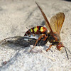 Pacific Cicada-killer Wasp