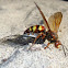 Pacific Cicada-killer Wasp