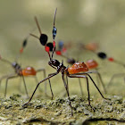 Assassin Bug Nymphs