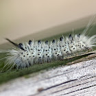 Hickory Tussock Moth caterpillar