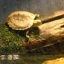 Northern (Common) Map Turtle