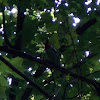 Rose-Breasted Grosbeak