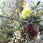 Large Milkweed Bug & nymphs