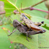 Scudder’s short-winged grasshopper